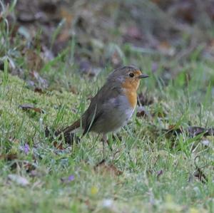 European Robin
