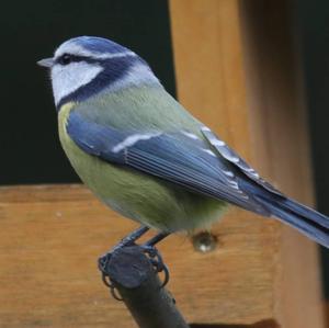 Blue Tit
