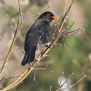 Amsel