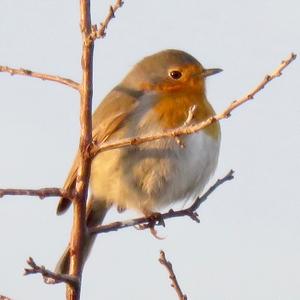 European Robin