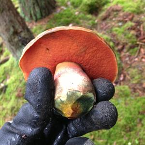 Dotted-stem Bolete