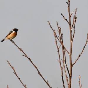 Europäisches Schwarzkehlchen