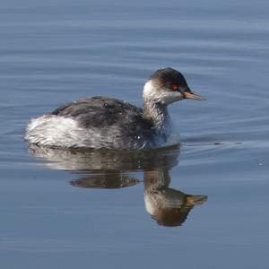Black-necked Grebe