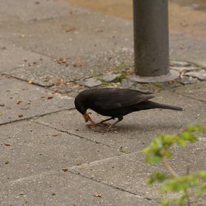 Amsel
