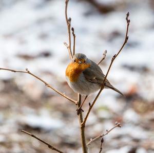 European Robin