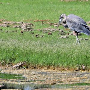 Great Blue Heron