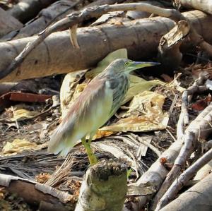 Indian Pond-heron