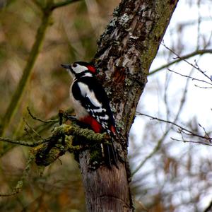 Great Spotted Woodpecker