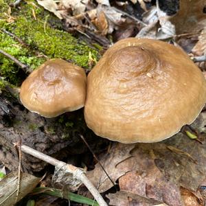 Fawn Mushroom