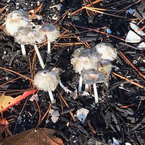 Unknown Species