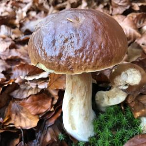 King Bolete