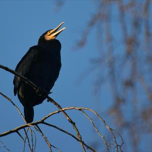 Kormoran