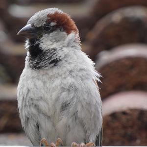 House Sparrow