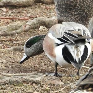 Nordamerikanische Pfeifente