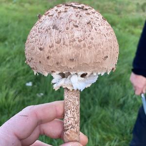Parasol Mushroom