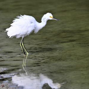 Little Egret