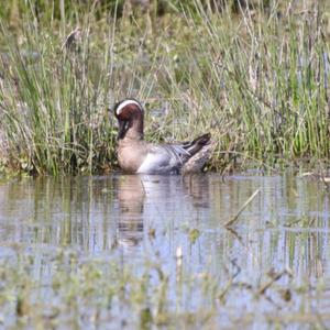 Garganey