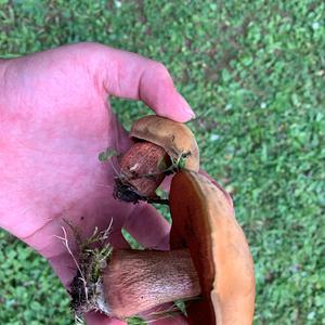 Lurid Bolete