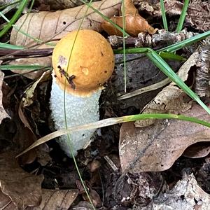 Orange Birch Bolete