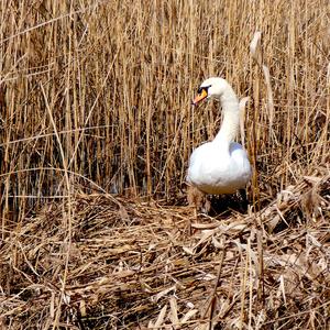 Mute Swan