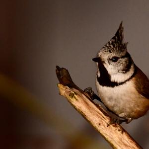Crested Tit