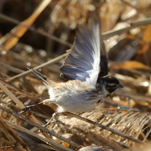 Reed Bunting