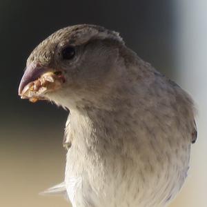 House Sparrow