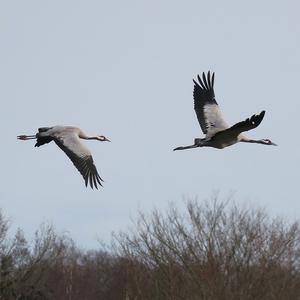 Common Crane