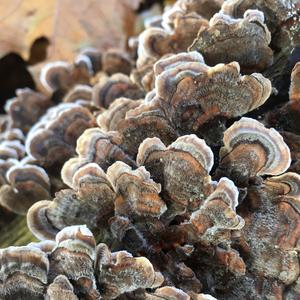 Turkey-tail