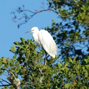 Little Egret