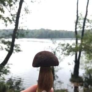 Maronen-Röhrling