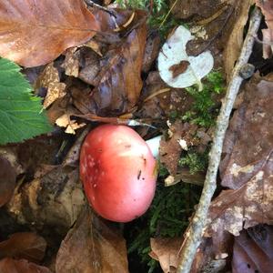 Emetic Russula