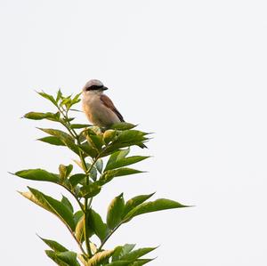 Red-backed Shrike