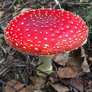 Fly Agaric