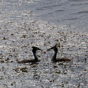 Great Crested Grebe