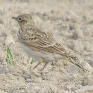 Eurasian Skylark