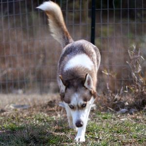 Siberian Husky