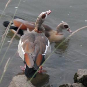 Egyptian Goose