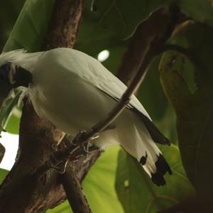 Bali Starling