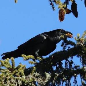 Common Raven