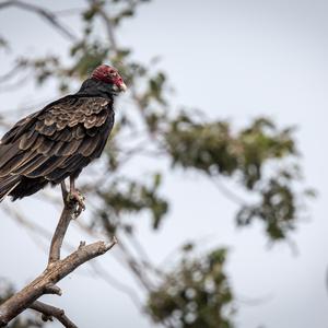 Turkey Vulture