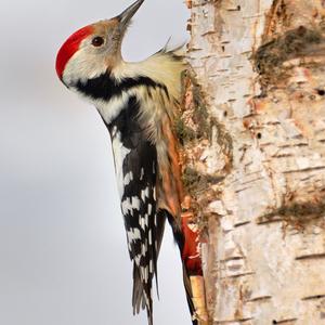 Middle Spotted Woodpecker