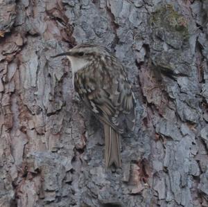 Eurasian Treecreeper