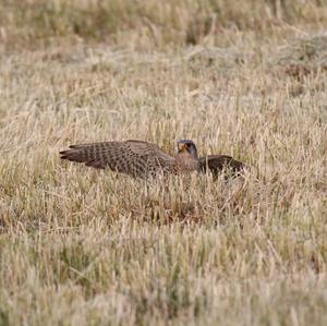 Turmfalke