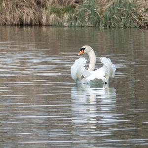 Mute Swan