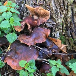Unknown Species