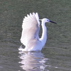 Little Egret