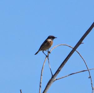 Europäisches Schwarzkehlchen
