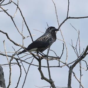 Spotted Nutcracker