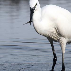 Little Egret